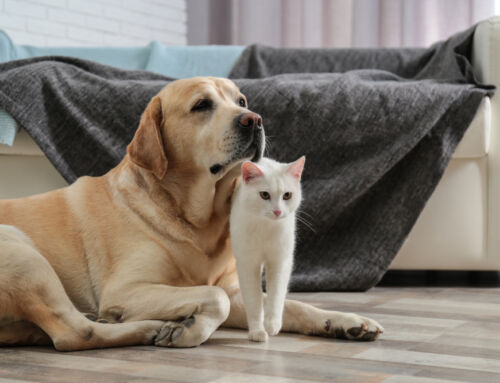 Ultimate Guide to Pet-Friendly Home Cleaning in Lakeland